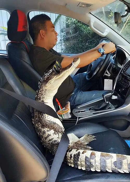 Anh rất ít khi nuôi thú cưng.