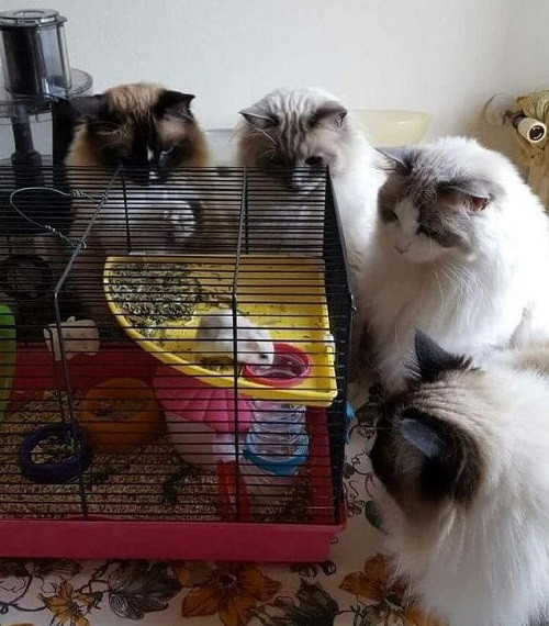 Cám treo, heo nhịn đói. Cám treo, heo nhịn đói.