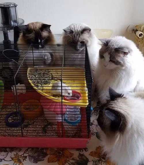 Cám treo, heo nhịn đói. Cám treo, heo nhịn đói.