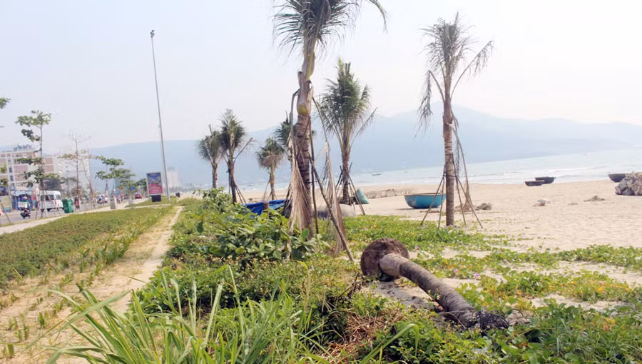 Hàng loạt cây dừa ven biển trơ gốc