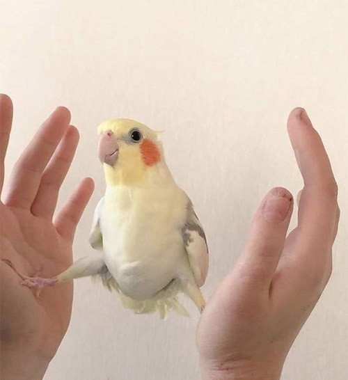 Tránh xa ta ra. Tránh xa ta ra.