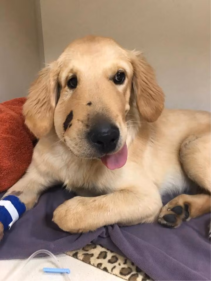 Cộng đồng mạng - Câu chuyện cảm động về chú chó quên mình cứu chủ khỏi bị rắn độc cắn (Hình 2).