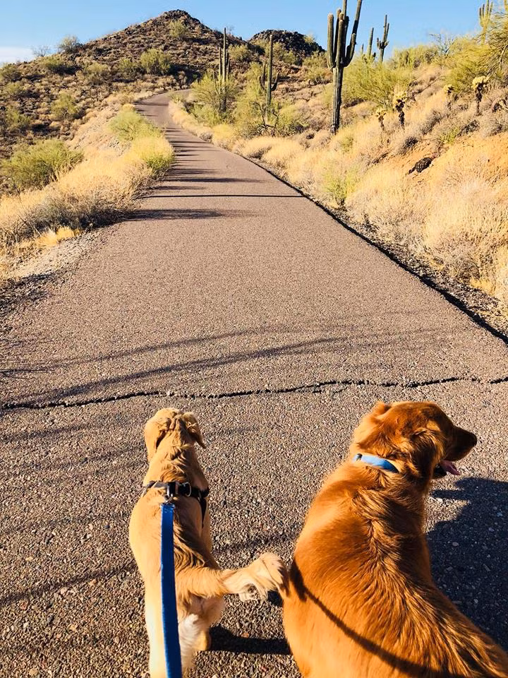 Cộng đồng mạng - Câu chuyện cảm động về chú chó quên mình cứu chủ khỏi bị rắn độc cắn