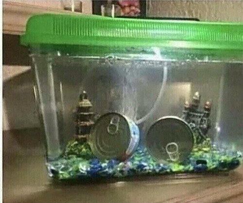 Thú vui nuôi cá hộp. Thú vui nuôi cá hộp.