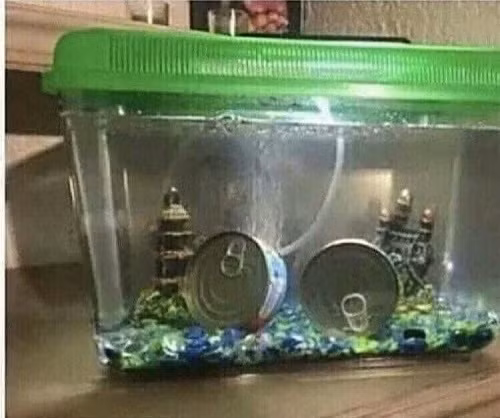 Thú vui nuôi cá hộp. Thú vui nuôi cá hộp.