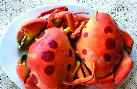 Cua mặt trăng không chỉ đẹp mà có gạch béo và thơm như bơ. Ảnh: Tepbac.