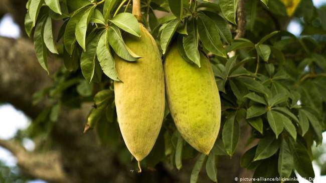 cay la &#34;nhin dau cung thay tien&#34;, chang can cham nhung co the &#34;hot bac&#34; quanh nam - 7