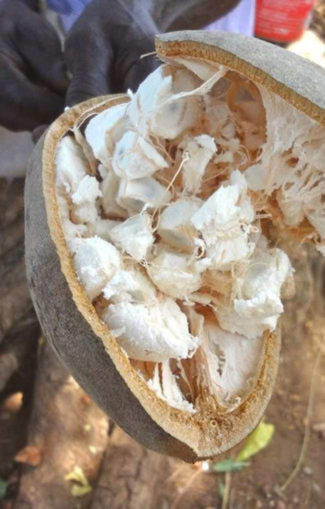 cay la &#34;nhin dau cung thay tien&#34;, chang can cham nhung co the &#34;hot bac&#34; quanh nam - 9