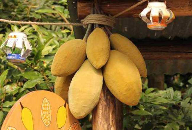 cay la &#34;nhin dau cung thay tien&#34;, chang can cham nhung co the &#34;hot bac&#34; quanh nam - 8