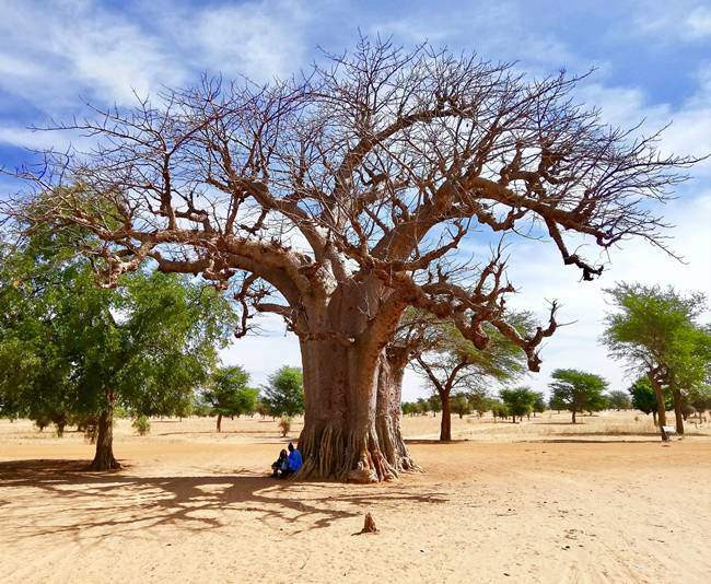 cay la &#34;nhin dau cung thay tien&#34;, chang can cham nhung co the &#34;hot bac&#34; quanh nam - 2