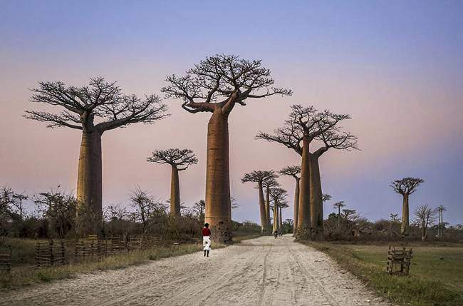 cay la &#34;nhin dau cung thay tien&#34;, chang can cham nhung co the &#34;hot bac&#34; quanh nam - 12