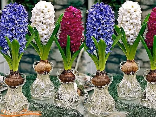 3 loại cây tuyệt đối không trồng trong nhà kẻo xui xẻo quanh năm ảnh 1