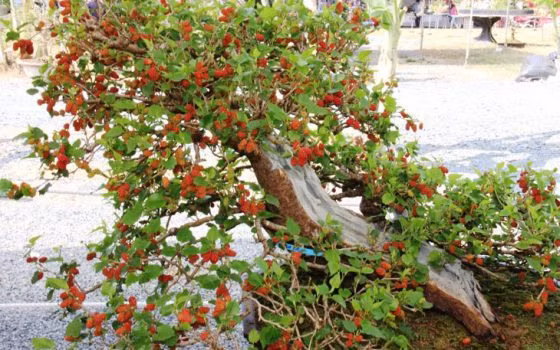 3 loại cây tuyệt đối không trồng trong nhà kẻo xui xẻo quanh năm ảnh 3