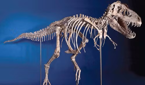  Hóa thạch khủng long bạo chúa được tìm thấy ở sa mạc Gobi. 