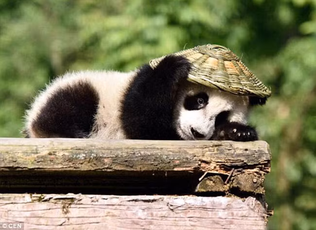 Tìm thấy Kungfu Panda bản photocopy còn yêu hơn cả bản chính - Ảnh 3.