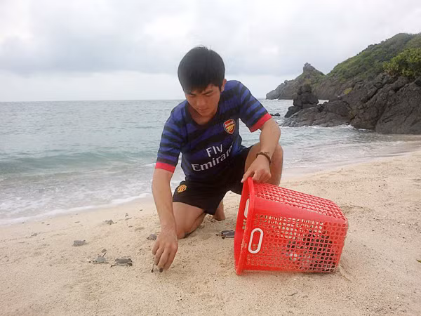  Ao Hoàng Sáng thả rùa con về biển 