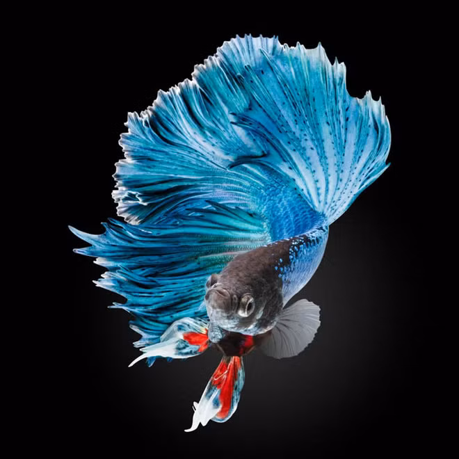 Những khoảnh khắc cực ấn tượng cho thấy vẻ đẹp huyền bí trong thế giới động vật - Ảnh 16.