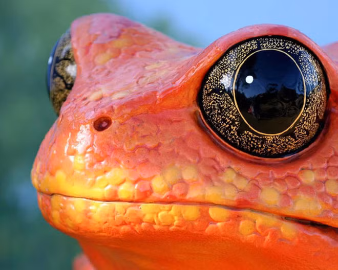 Những khoảnh khắc cực ấn tượng cho thấy vẻ đẹp huyền bí trong thế giới động vật - Ảnh 19.