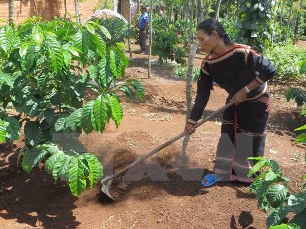 Hộ nghèo dân tộc thiểu số được vay 50 triệu đồng