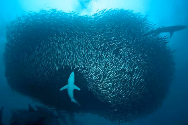 Những khoảnh khắc cực ấn tượng cho thấy vẻ đẹp huyền bí trong thế giới động vật - Ảnh 10.