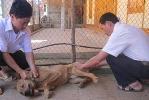 Tăng cường các biện pháp cấp bách phòng, chống bệnh dại