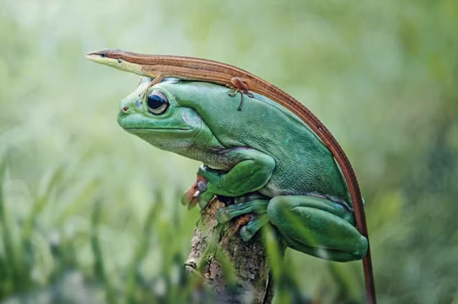 Những khoảnh khắc cực ấn tượng cho thấy vẻ đẹp huyền bí trong thế giới động vật - Ảnh 2.