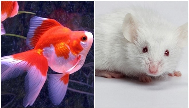 6 con vật nên nuôi để đuổi hết vận đen, đón lộc về nhà ảnh 1 6-con-vat-nen-nuoi-trong-nha-de-hoa-giai-van-den-ruoc-may-man-phunutoday