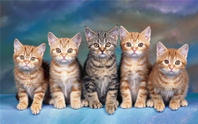 6 con vật nên nuôi để đuổi hết vận đen, đón lộc về nhà ảnh 2 6-con-vat-nen-nuoi-trong-nha-de-hoa-giai-van-den-ruoc-may-man-phunutoday1