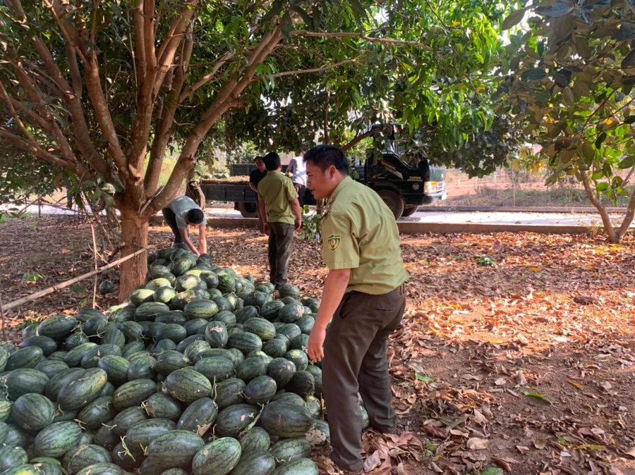 Kon Tum: Liên đoàn lao động huyện “giải cứu” dưa hấu phát miễn phí cho người nghèo