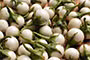 cac-loai-rau-cu-dau-bang-de-nhiem-thuoc-bao-ve-thuc-vat-4