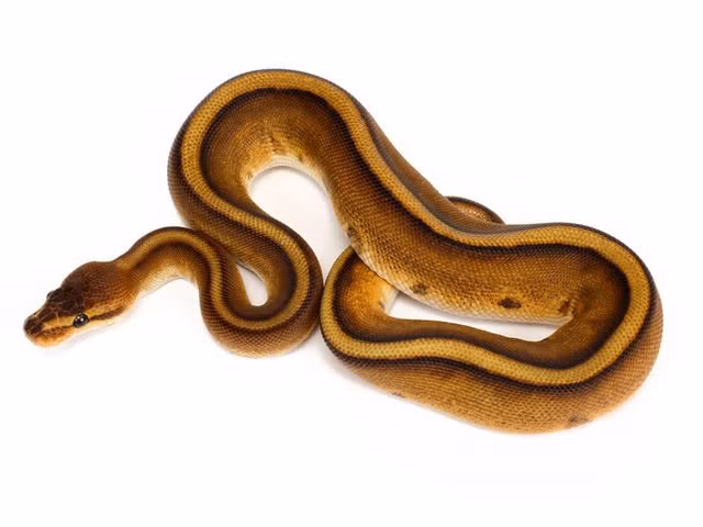 Rợn tóc gáy khi một số người bỏ ra 11.000 USD mua con vật này về làm thú cưng-5