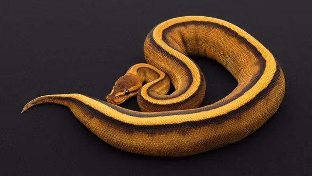 Rợn tóc gáy khi một số người bỏ ra 11.000 USD mua con vật này về làm thú cưng-1