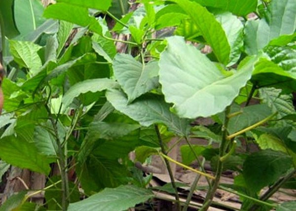 Tự chữa táo bón tại nhà, bé trai 4 tuổi nguy kịch Tự chữa táo bón tại nhà, bé trai 4 tuổi nguy kịch-2