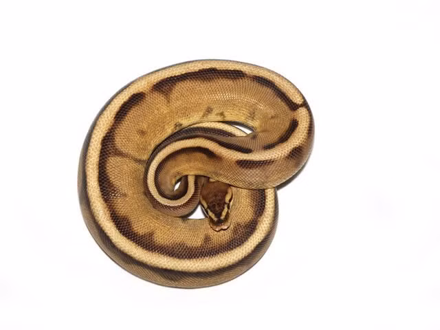 Rợn tóc gáy khi một số người bỏ ra 11.000 USD mua con vật này về làm thú cưng-4