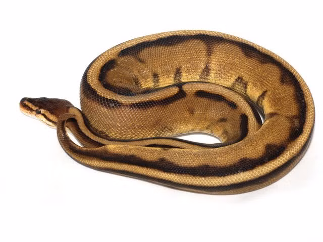 Rợn tóc gáy khi một số người bỏ ra 11.000 USD mua con vật này về làm thú cưng-3