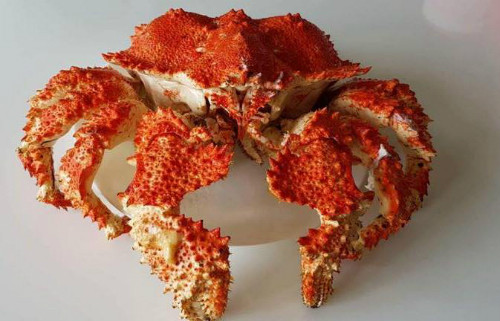 Cua ruby được một số cửa hàng hải sản ở TP HCM nhập và xách tay về. Cua ruby đang được một số cửa hàng hải sản ở TP HCM nhập và xách tay về.