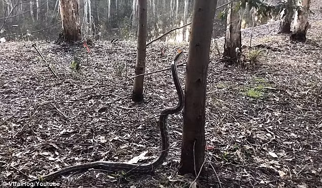 Video: Rợn người cảnh trăn khổng lồ trổ tài trèo cây ở Úc - Hình 1