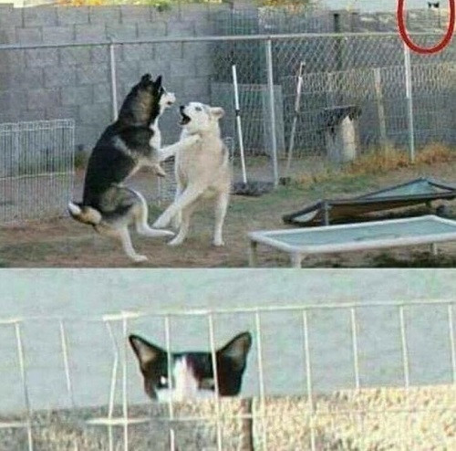 Đỉnh cao hóng chuyện.