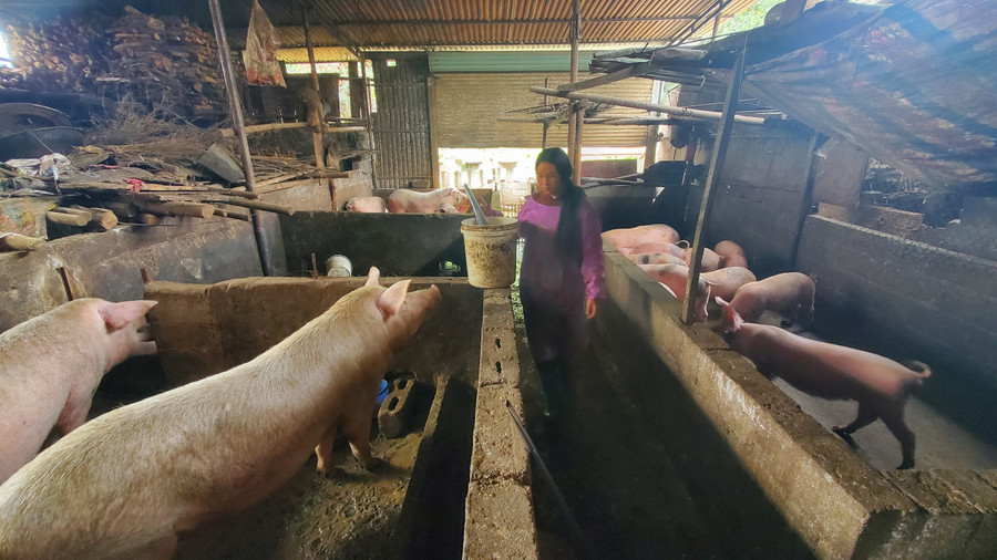 Mô hình chăn nuôi lợn đã giúp gia đình ông Vàng Mí Lử, thôn Lao Xa, xã Sủng Là, huyện Đồng Văn vươn lên thoát nghèo.