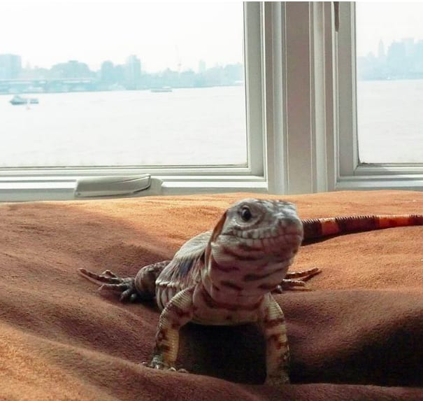 Cặp vợ chồng nuôi thằn lằn khổng lồ làm thú cưng - Ảnh 2.