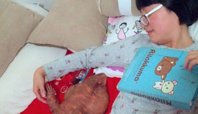 Cặp vợ chồng nuôi thằn lằn khổng lồ làm thú cưng - Ảnh 6.