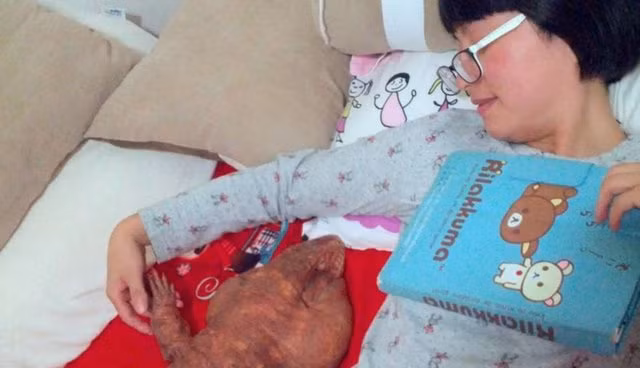 Cặp vợ chồng nuôi thằn lằn khổng lồ làm thú cưng - Ảnh 6.