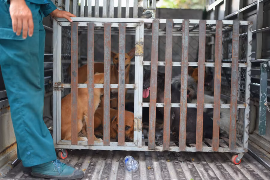 Thú cưng thả rông được bỏ vào lồng sắt và đưa về Ban Chỉ huy quân sự phường Hiệp Bình Chánh chăm sóc, chờ chủ đến nhận lại.
