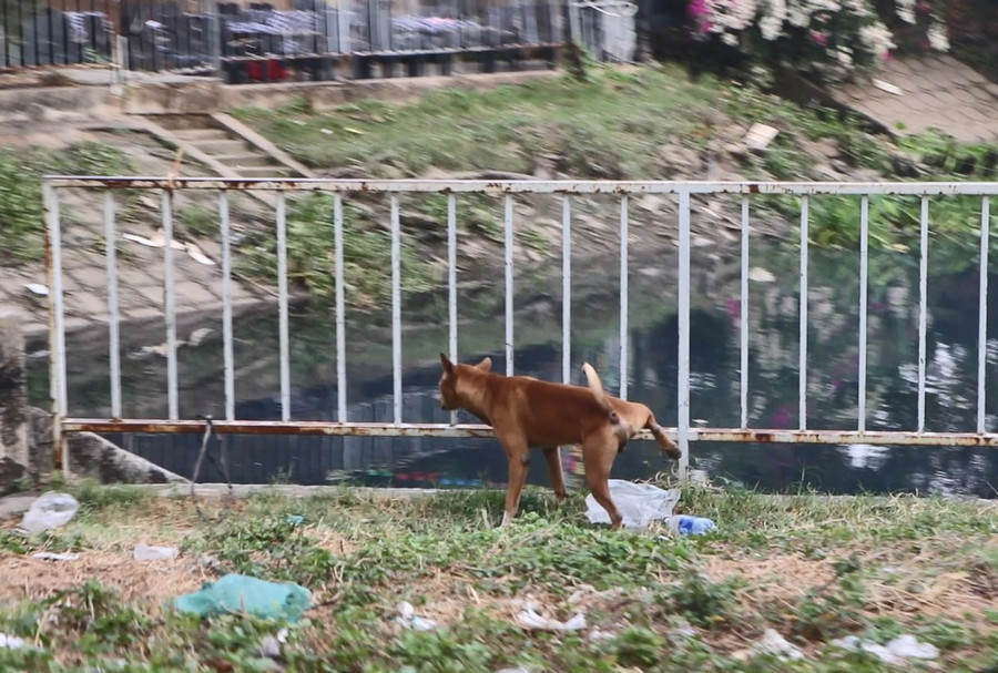 Một chú chó phóng uế tại bãi cỏ. Một chú chó phóng uế tại bãi cỏ.