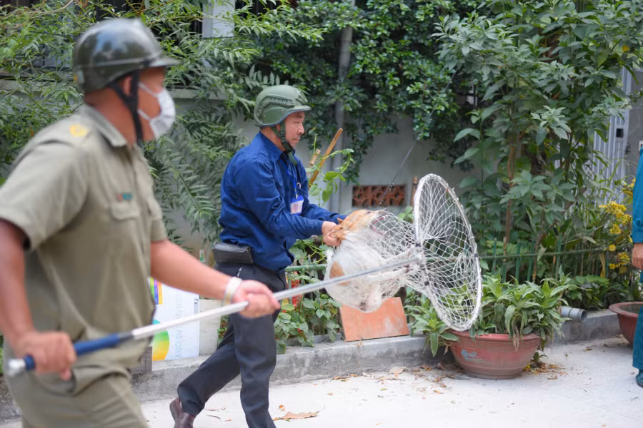 Nhiều thú cưng bị bắt.