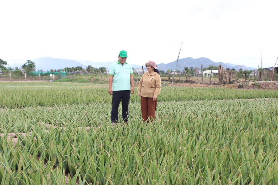 Bà Trương Thị Phượng tham gia trồng cây nha đam từ 20 năm nay. Ảnh: N.Vy Bà Trương Thị Phượng tham gia trồng cây nha đam từ 20 năm nay. Ảnh: N.Vy