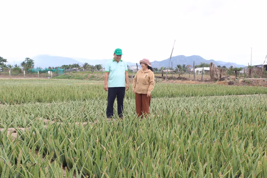 Bà Trương Thị Phượng tham gia trồng cây nha đam từ 20 năm nay. Ảnh: N.Vy Bà Trương Thị Phượng tham gia trồng cây nha đam từ 20 năm nay. Ảnh: N.Vy