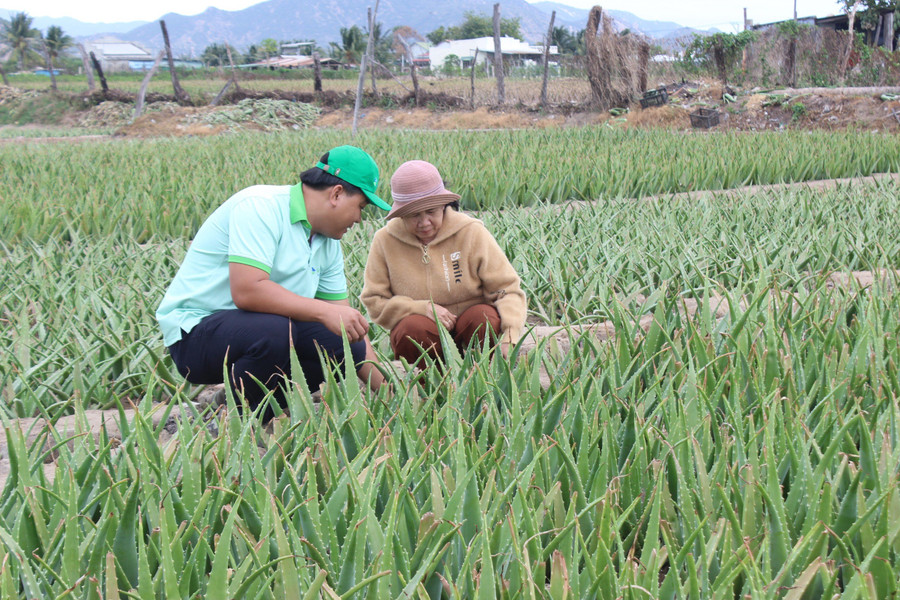 Chi phí đầu tư ban đầu cho 1 sào nha đam (1.000m2) khoảng 10 triệu đồng. Ảnh:. N.Vy Chi phí đầu tư ban đầu cho 1 sào nha đam (1.000m2) khoảng 10 triệu đồng. Ảnh:. N.Vy