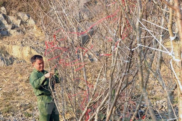 Gia đình anh Giàng A Sông, ở bản Chiềng Đi 2, xã Vân Hồ (Vân Hồ, Sơn La) buộc đào chờ bán. (Ảnh: Quang Quyết/TTXVN).