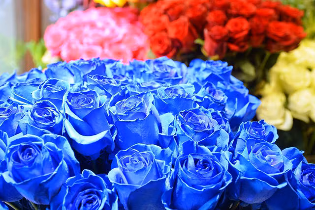 Ngoài những loại hoa “độc” thì các loại hoa hồng đủ sắc màu cũng được bày bán nhiều trên thị trường.